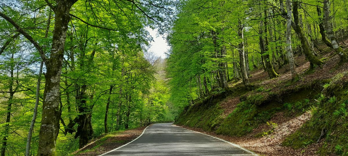 Carretera de montaña con hayas en primavera a ambos lados 