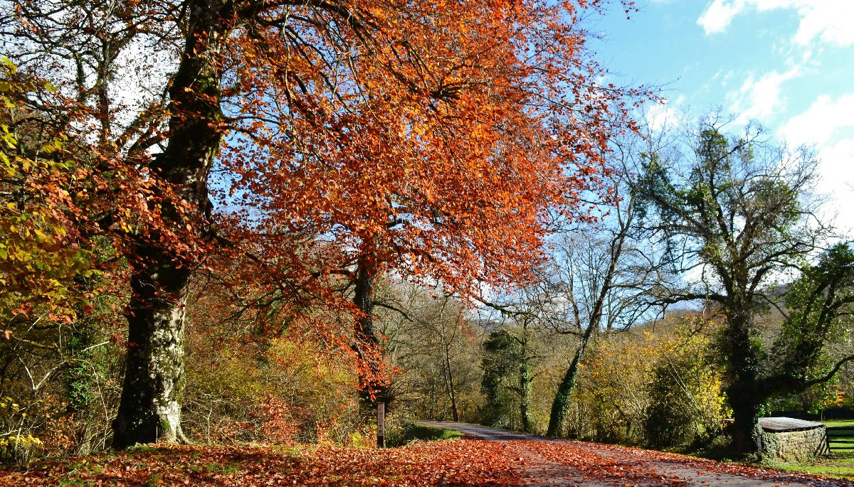 Paisaje de otoño en el área recreativa de la Casa del Monte. ucieda