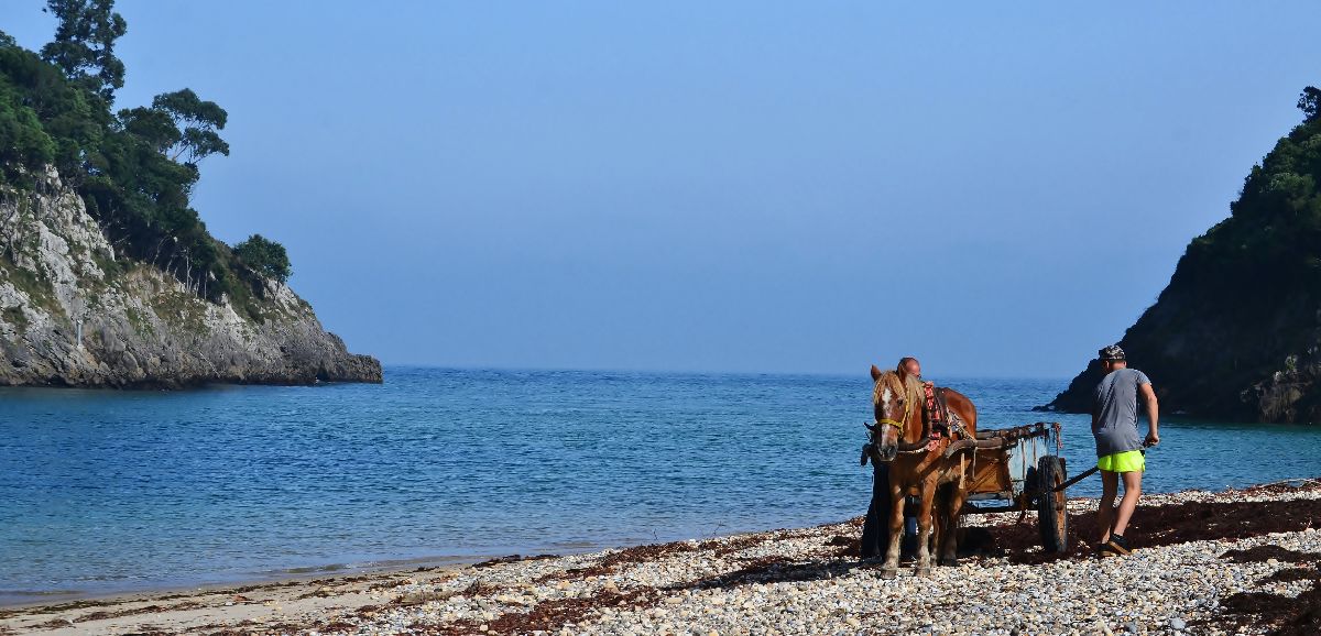 estuario donde se junta el río Deva con el mar Cantábrico. En la imagen se ven dos hombres con un caballo recogiendo algas