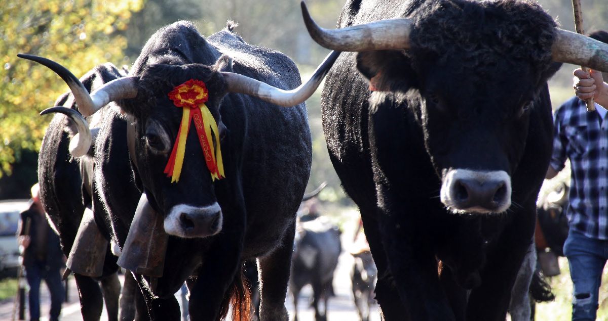 vacas de raza tudanca